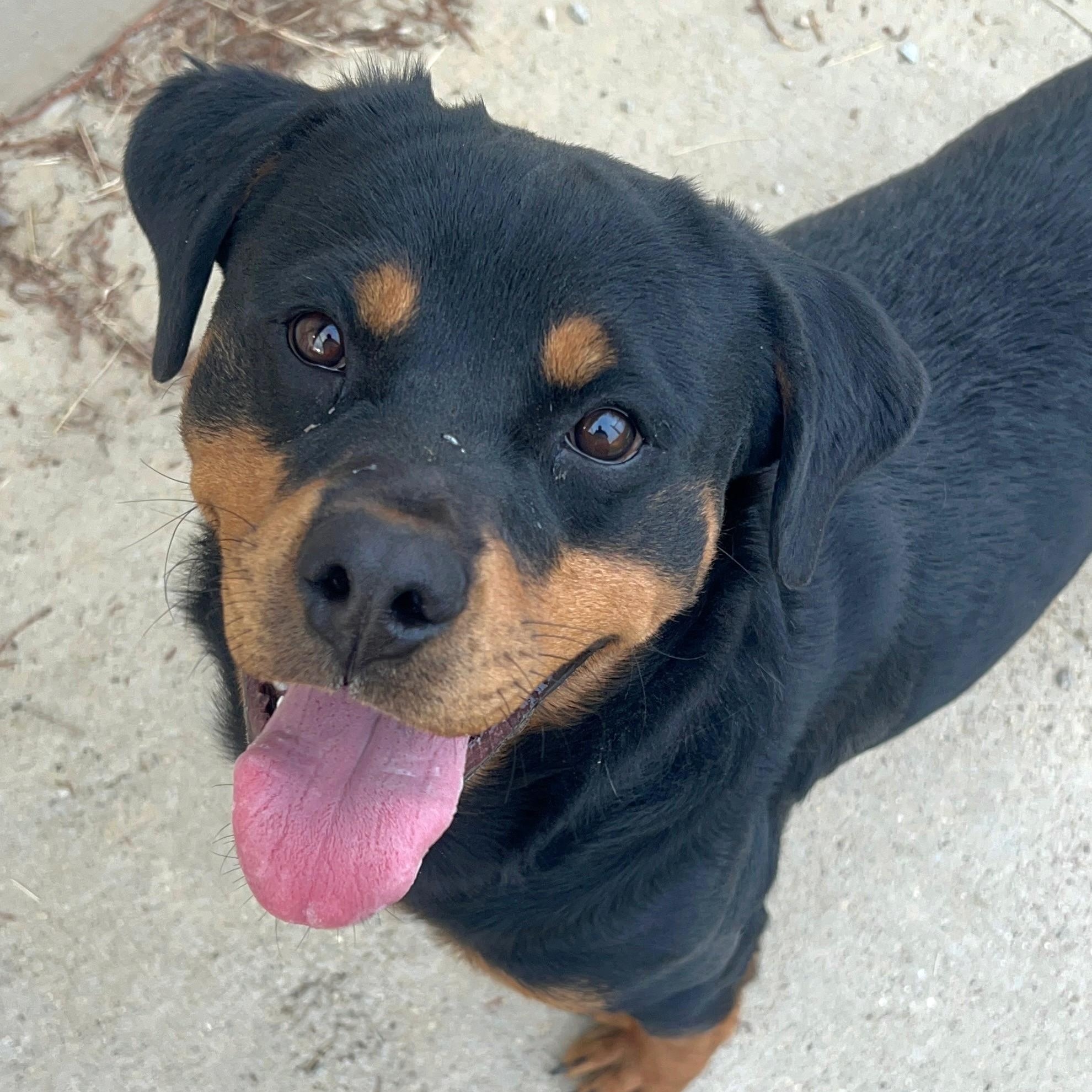 Enlarge Rory, an adoptable Rottweiler in Wilmington, OH image 1/6