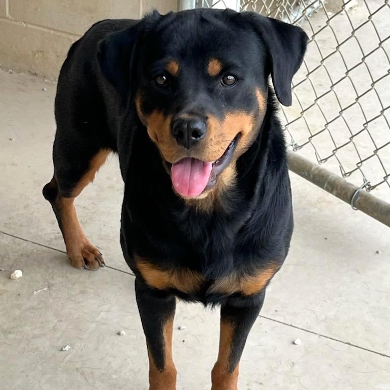 Enlarge Rory, an adoptable Rottweiler in Wilmington, OH image 3/6
