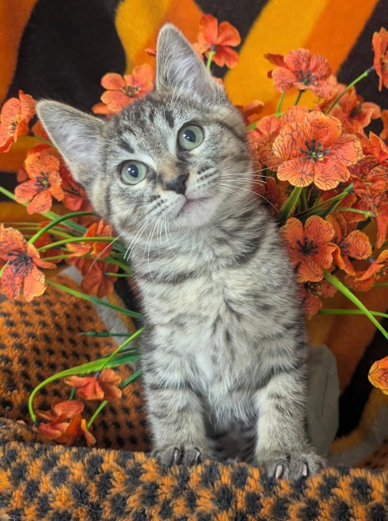 Enlarge 4/14/26 Delia, a Adoptable mixed breed in Stillwater, OK image 1/1