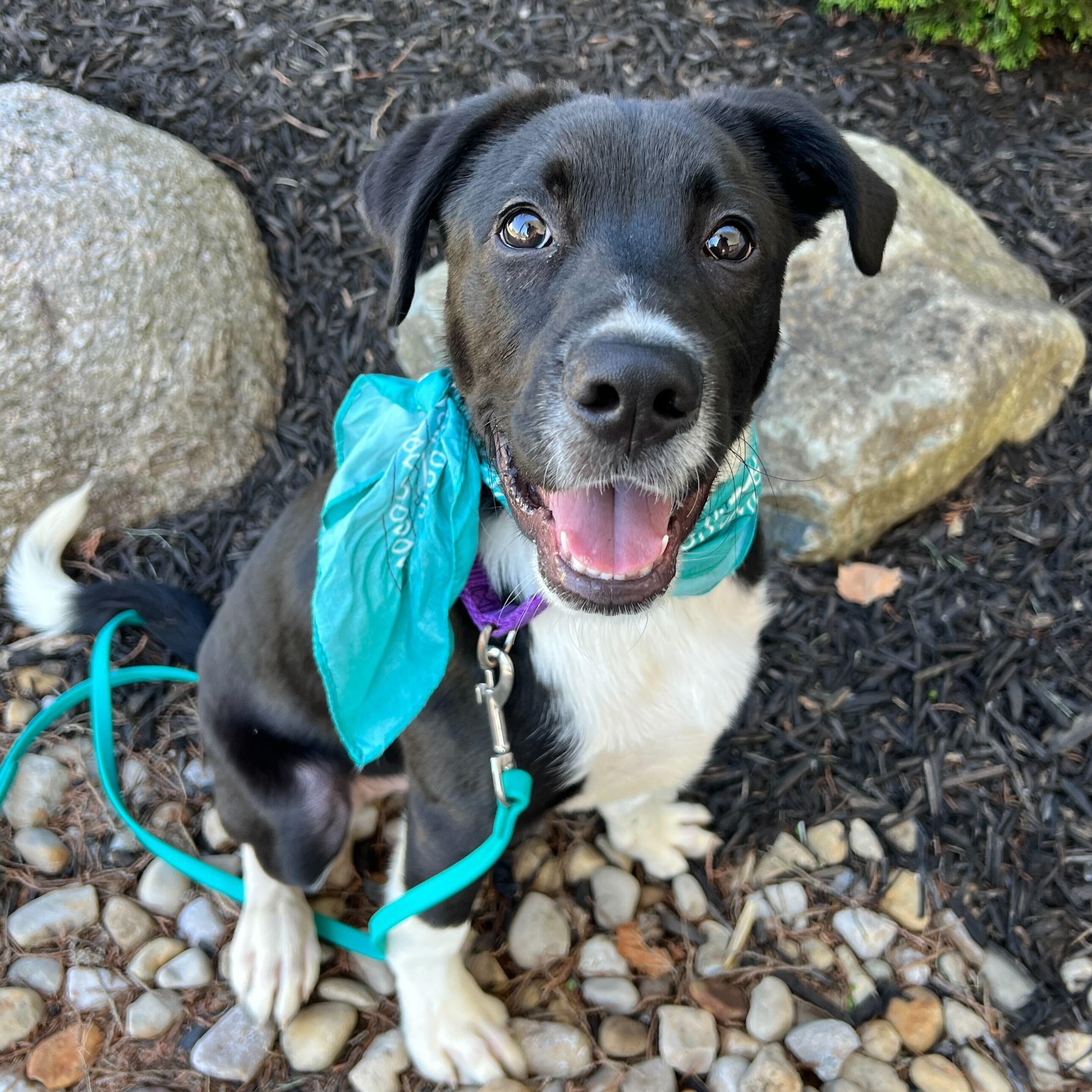 Sourdough, an adoptable Mixed Breed in Canal Winchester, OH image 1/4