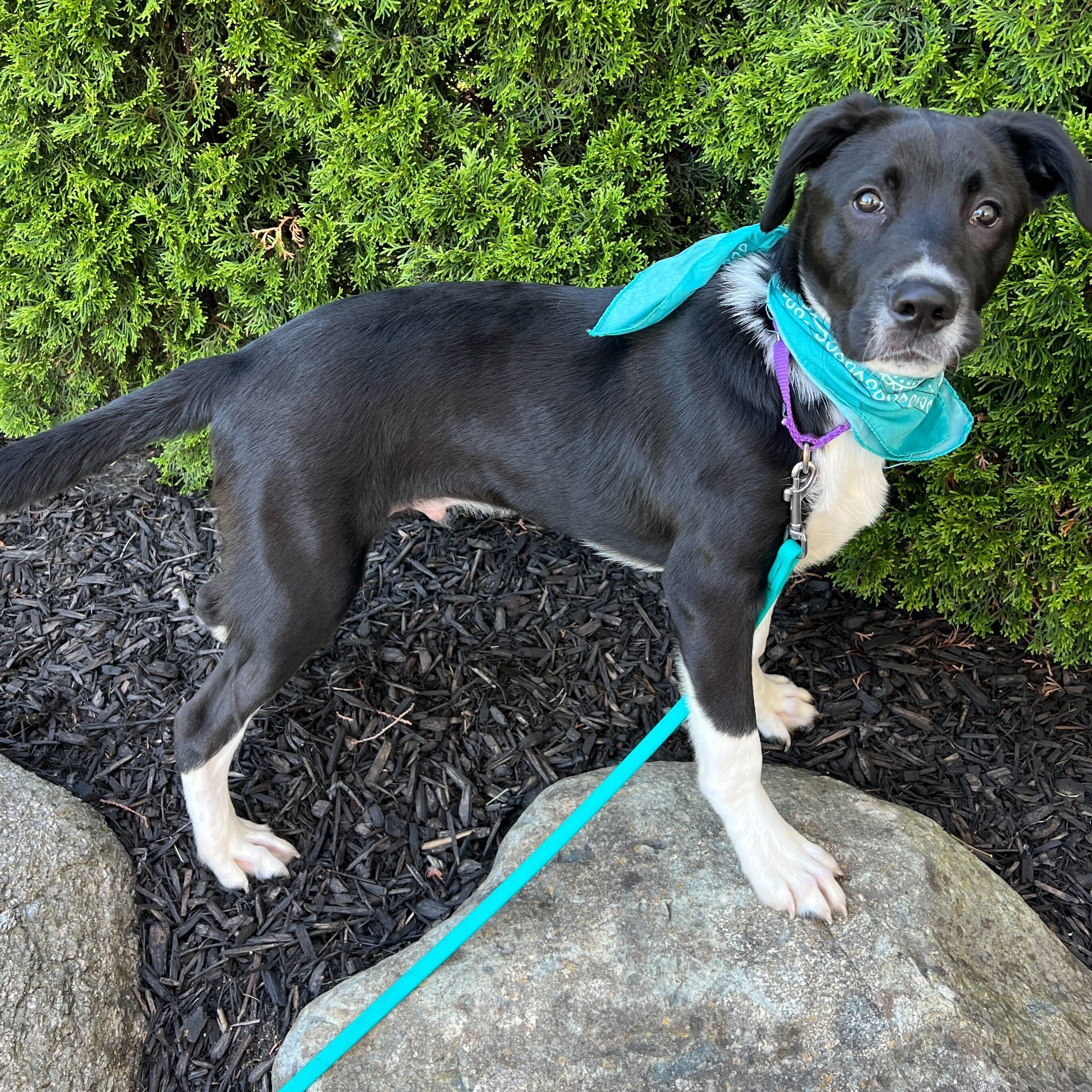 Sourdough, an adoptable Mixed Breed in Canal Winchester, OH image 3/4