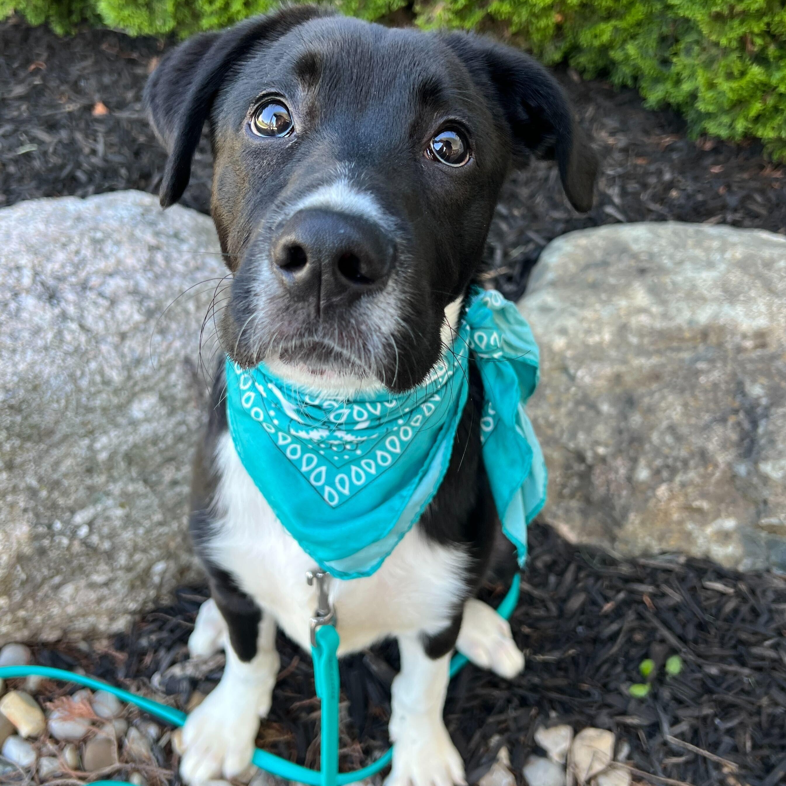 Sourdough, an adoptable Mixed Breed in Canal Winchester, OH image 4/4