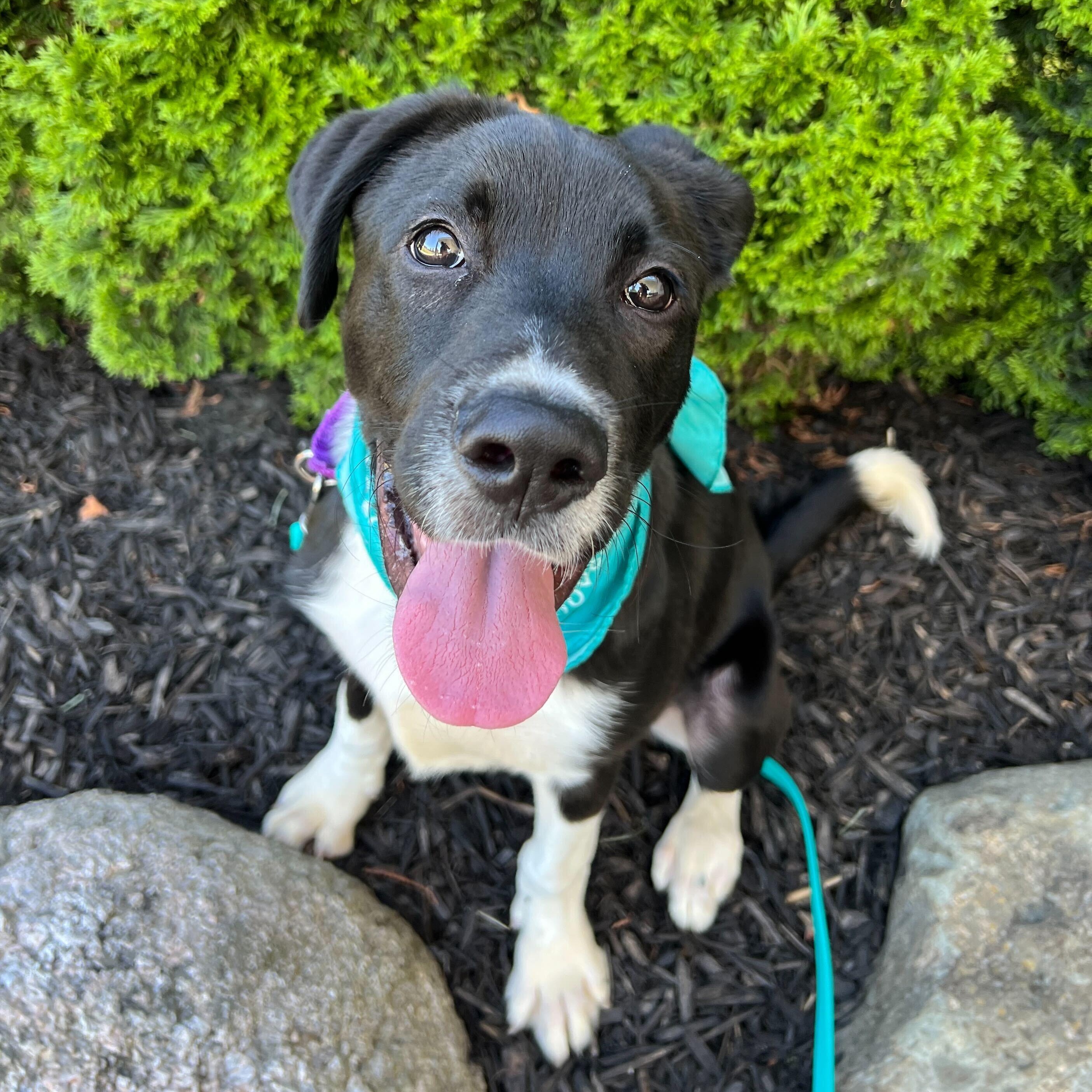 Sourdough, an adoptable Mixed Breed in Canal Winchester, OH image 2/4