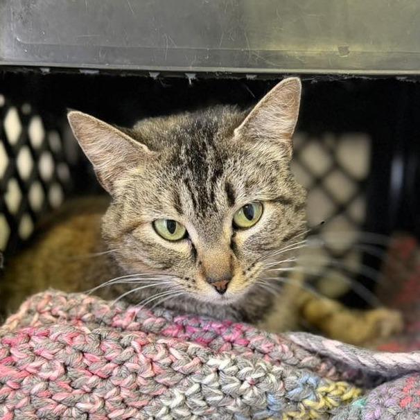 Jenny, Adoptable, Kitten Female Domestic Short Hair.