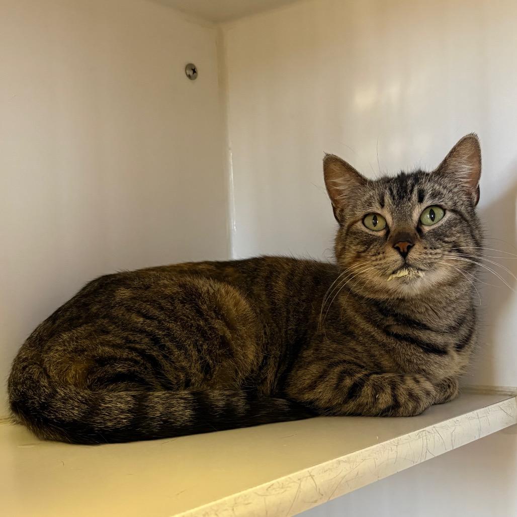 Jenny, Adoptable, Kitten Female Domestic Short Hair.
