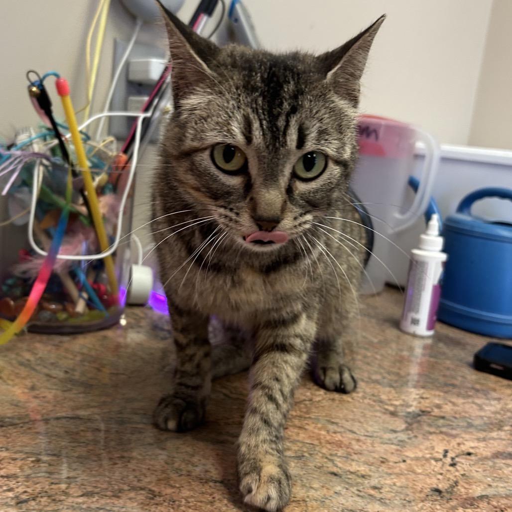 Enlarge Jenny, a Adoptable Domestic Short Hair in Norfolk, NE image 3/4