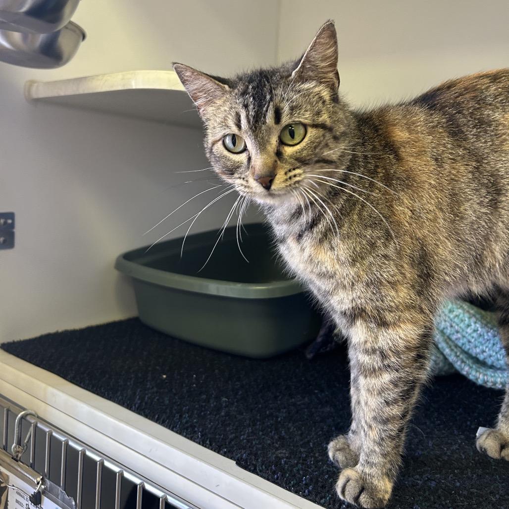 Enlarge Jenny, a Adoptable Domestic Short Hair in Norfolk, NE image 4/4