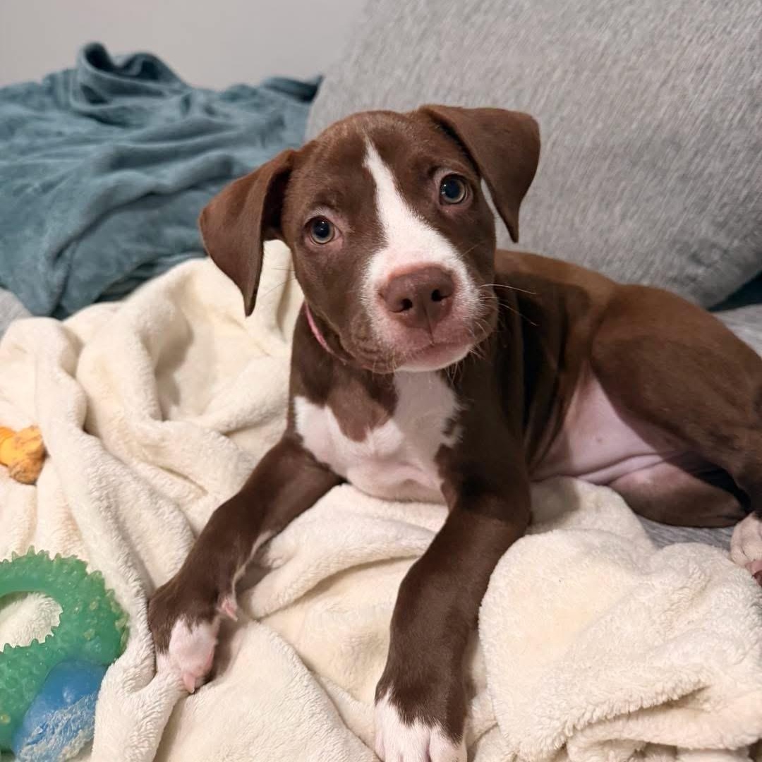 Latte, Adoptable, Puppy Female Mixed Breed.