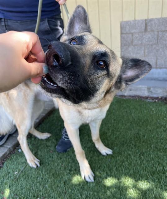 Enlarge Kobi, a ADOPTABLE German Shepherd Dog in Phoenix, OR image 2/2