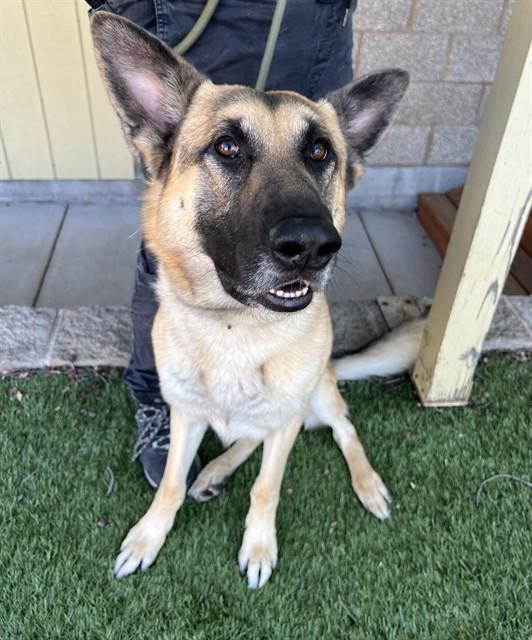 Kobi, ADOPTABLE, Young Male German Shepherd Dog.