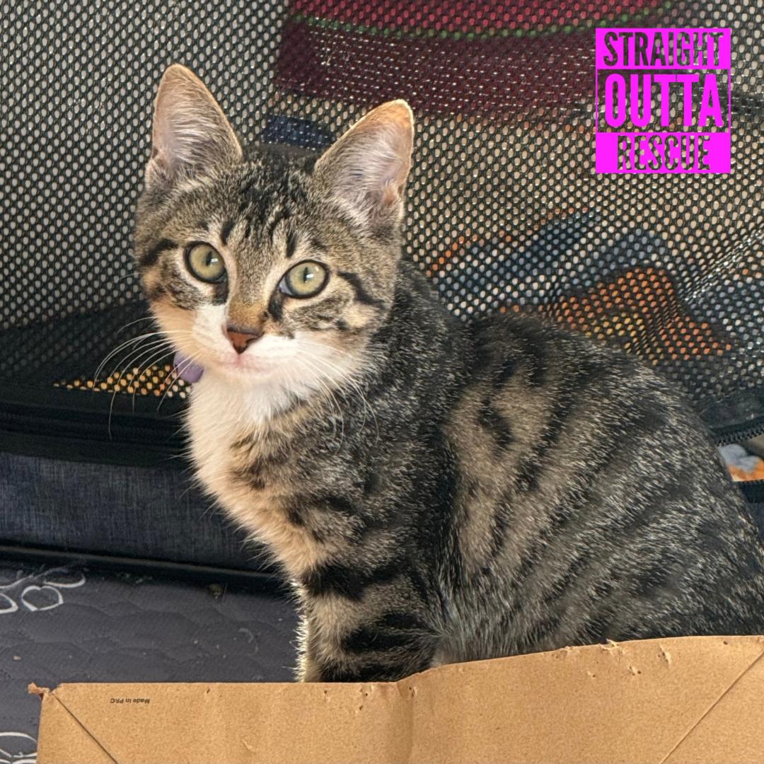 Aubergine, a ADOPTABLE Domestic Short Hair in Vancouver, BC image 2/2