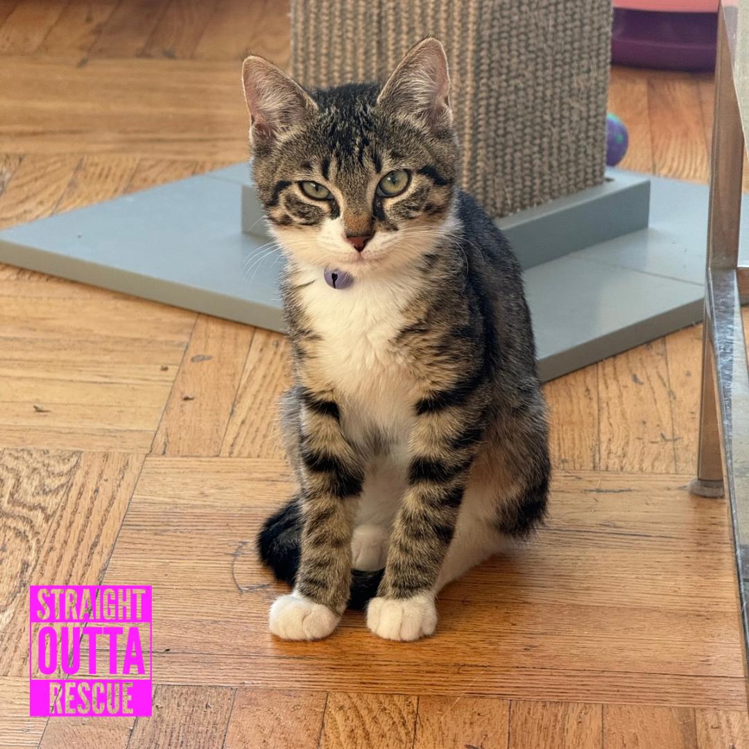 Aubergine, a ADOPTABLE Domestic Short Hair in Vancouver, BC image 1/2