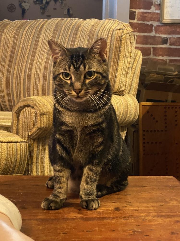 Enlarge Victor (26-230 C), a Adoptable mixed breed in Lansing, MI image 3/6