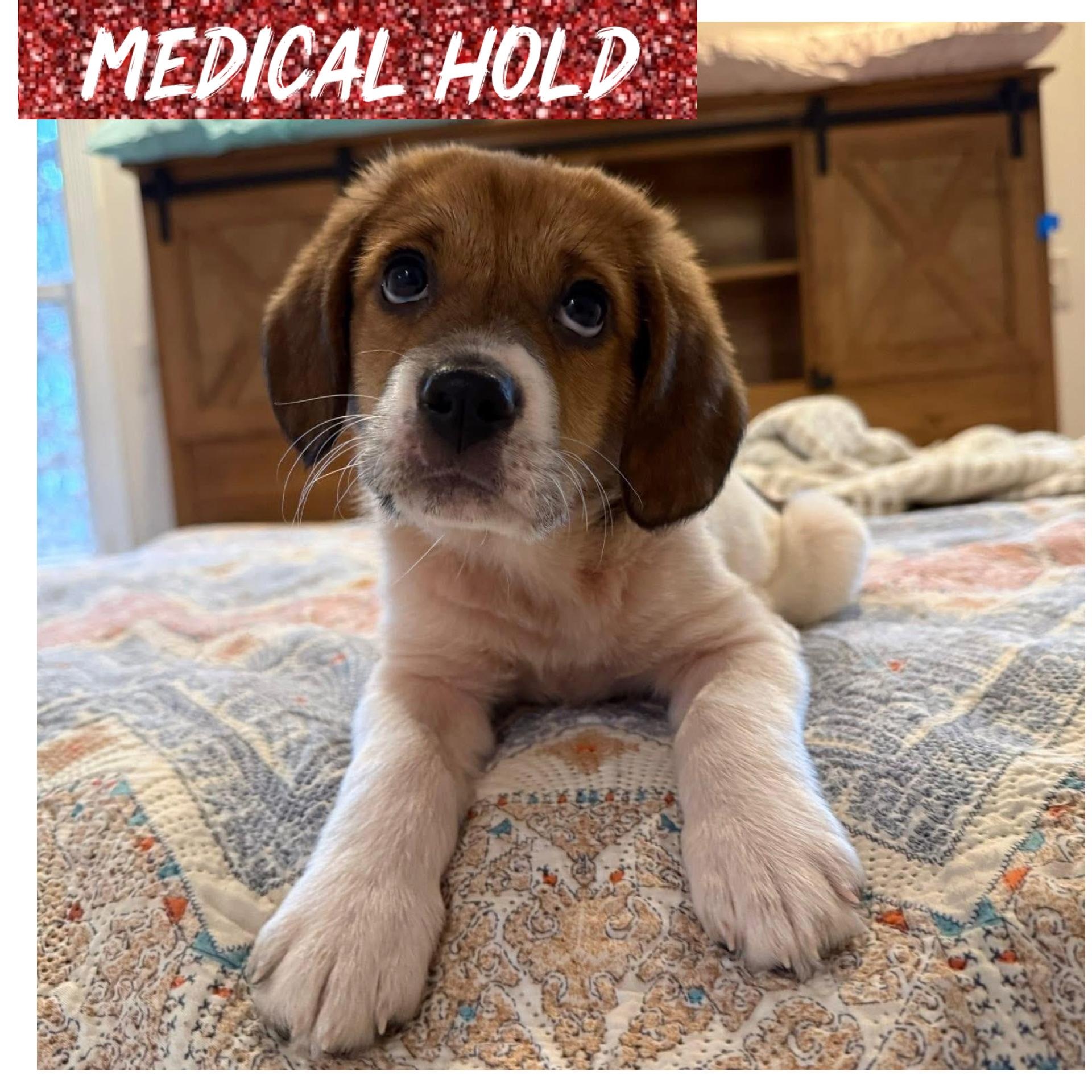 Dannie, adoptable, Puppy Female Hound.