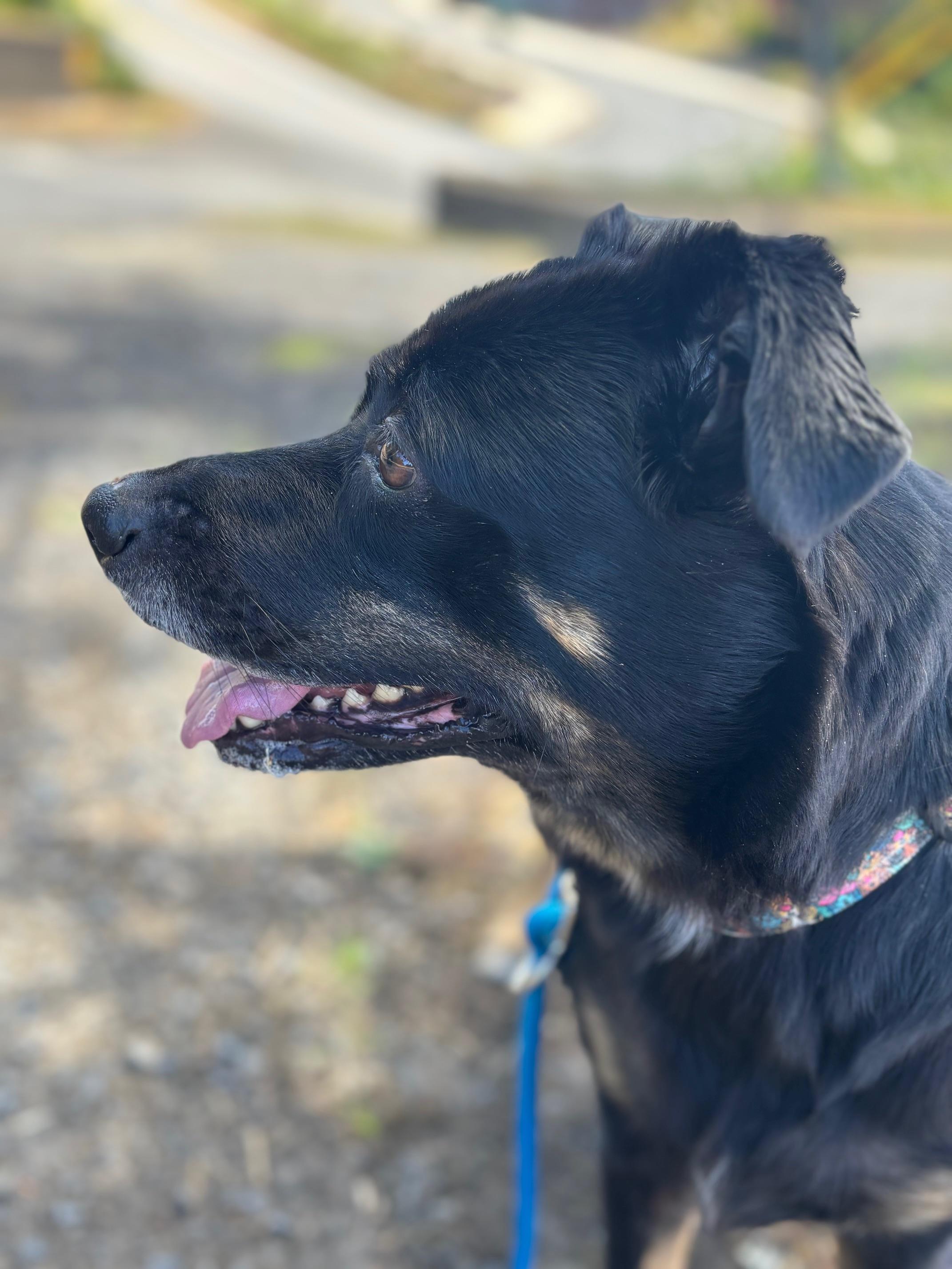 Enlarge Guinevere, a Adoptable mixed breed in Newport, OR image 6/6