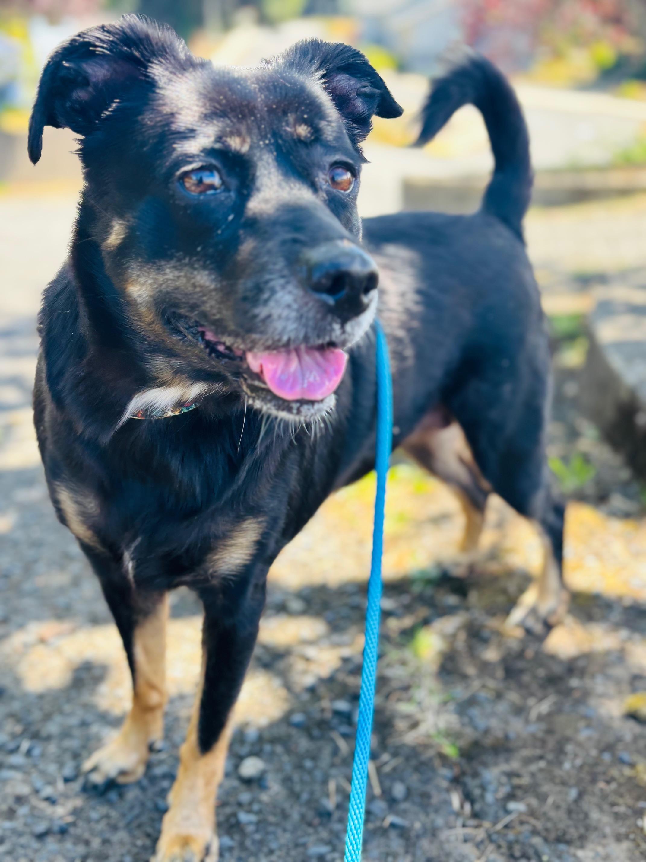 Guinevere, Adoptable, Adult Female Terrier.