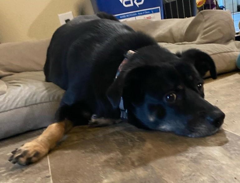 Guinevere, Adoptable, Adult Female Terrier.