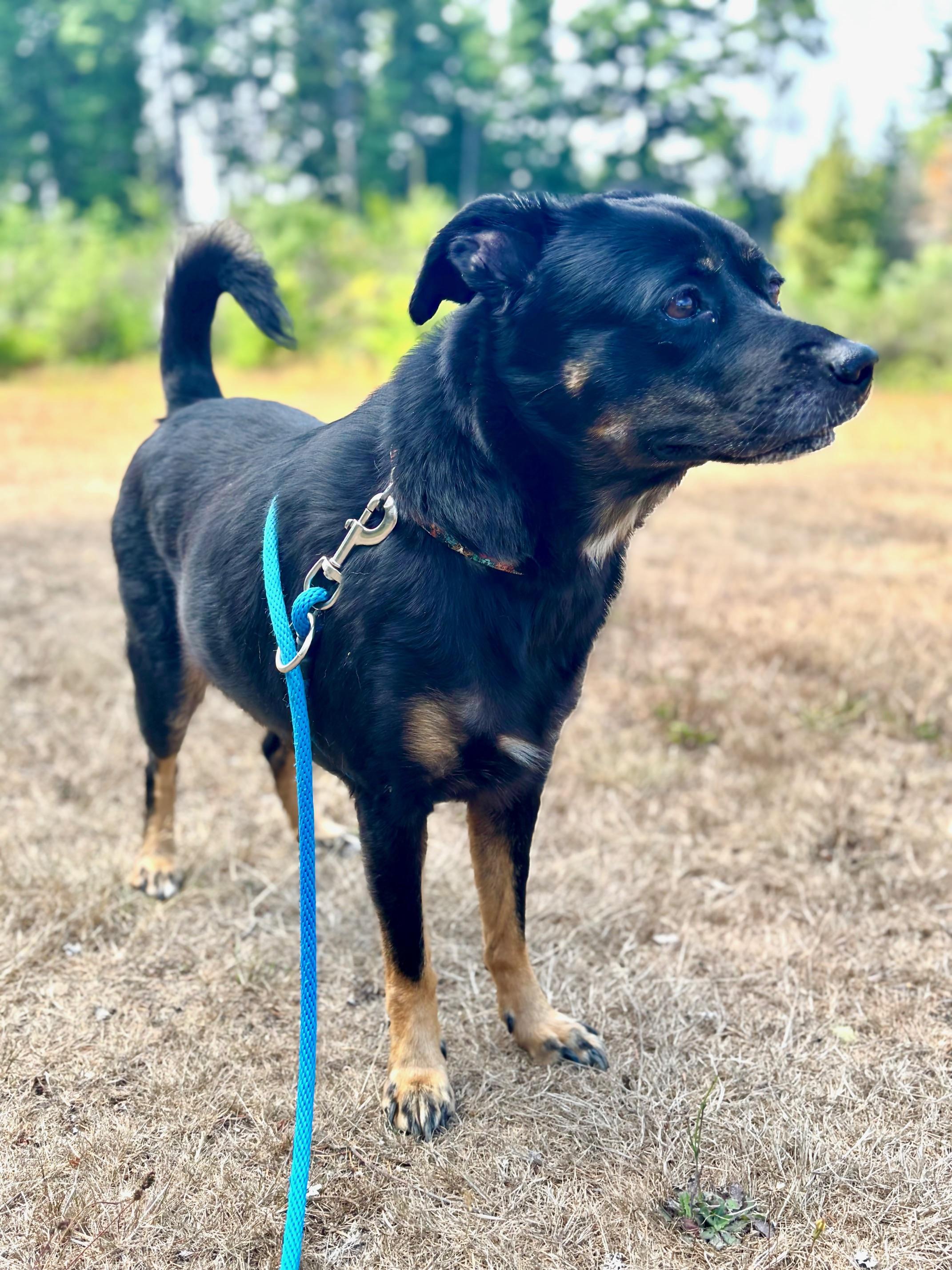 Enlarge Guinevere, a Adoptable mixed breed in Newport, OR image 5/6