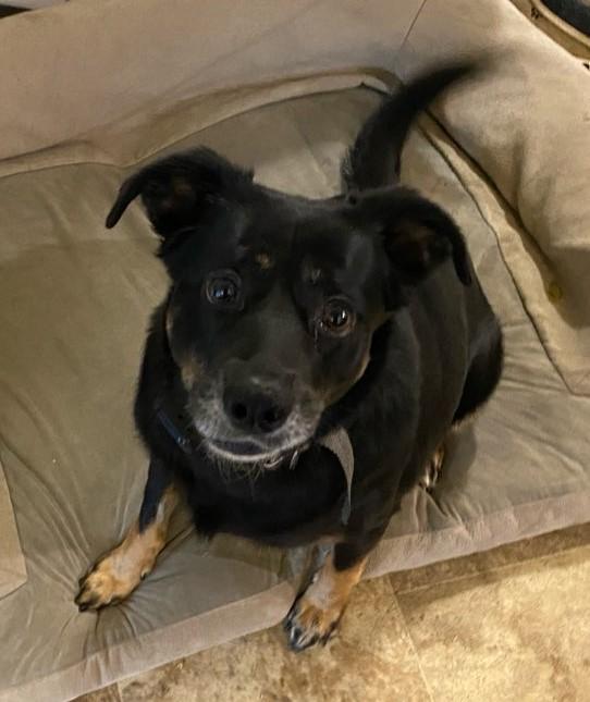 Enlarge Guinevere, a Adoptable mixed breed in Newport, OR image 3/6