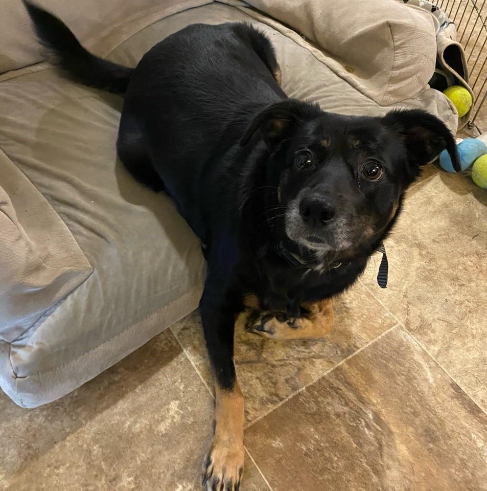 Enlarge Guinevere, a Adoptable mixed breed in Newport, OR image 4/6