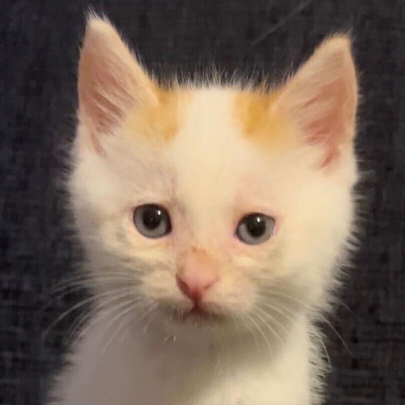 Skippy, Adoptable, Kitten Male Domestic Short Hair.