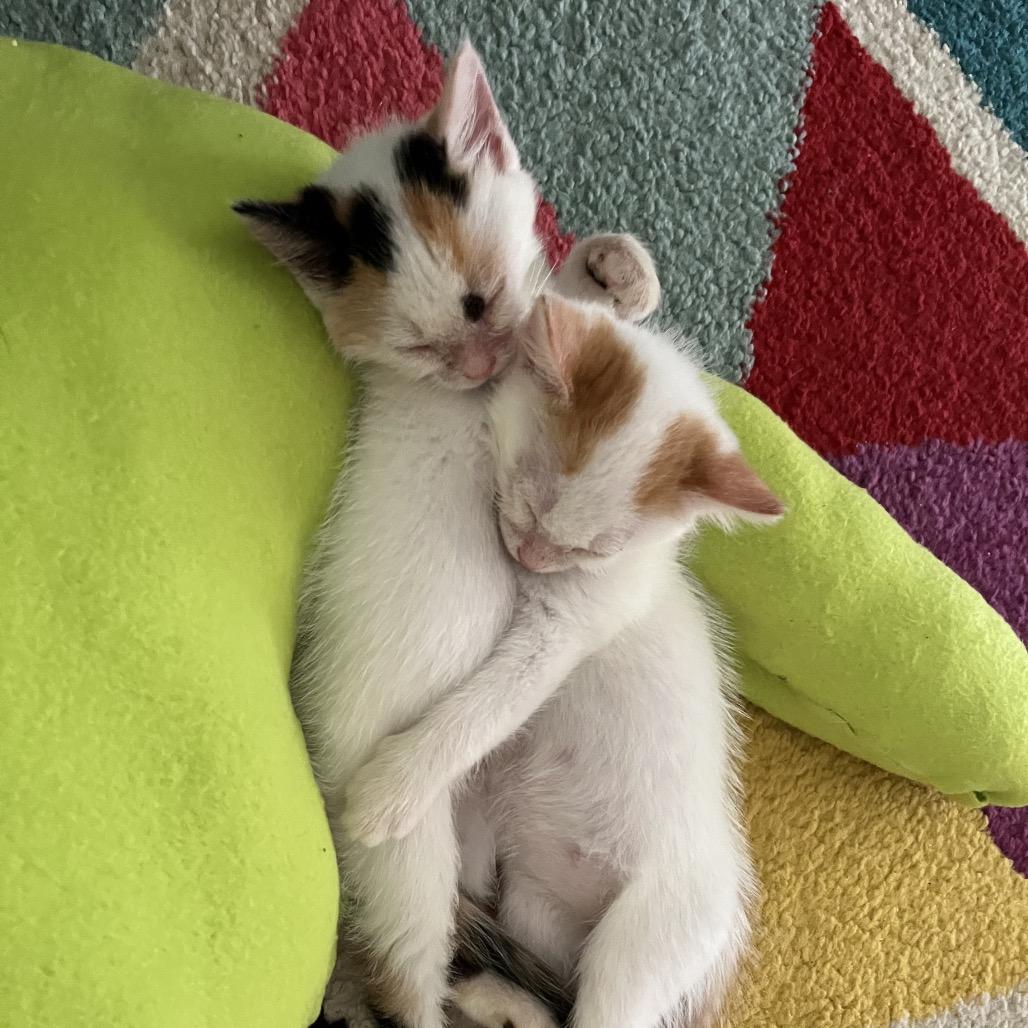 Skippy, a Adoptable Domestic Short Hair in Pahoa, HI image 2/6