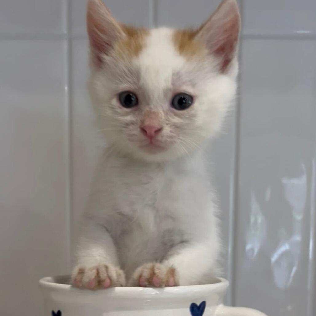 Skippy, a Adoptable Domestic Short Hair in Pahoa, HI image 3/6