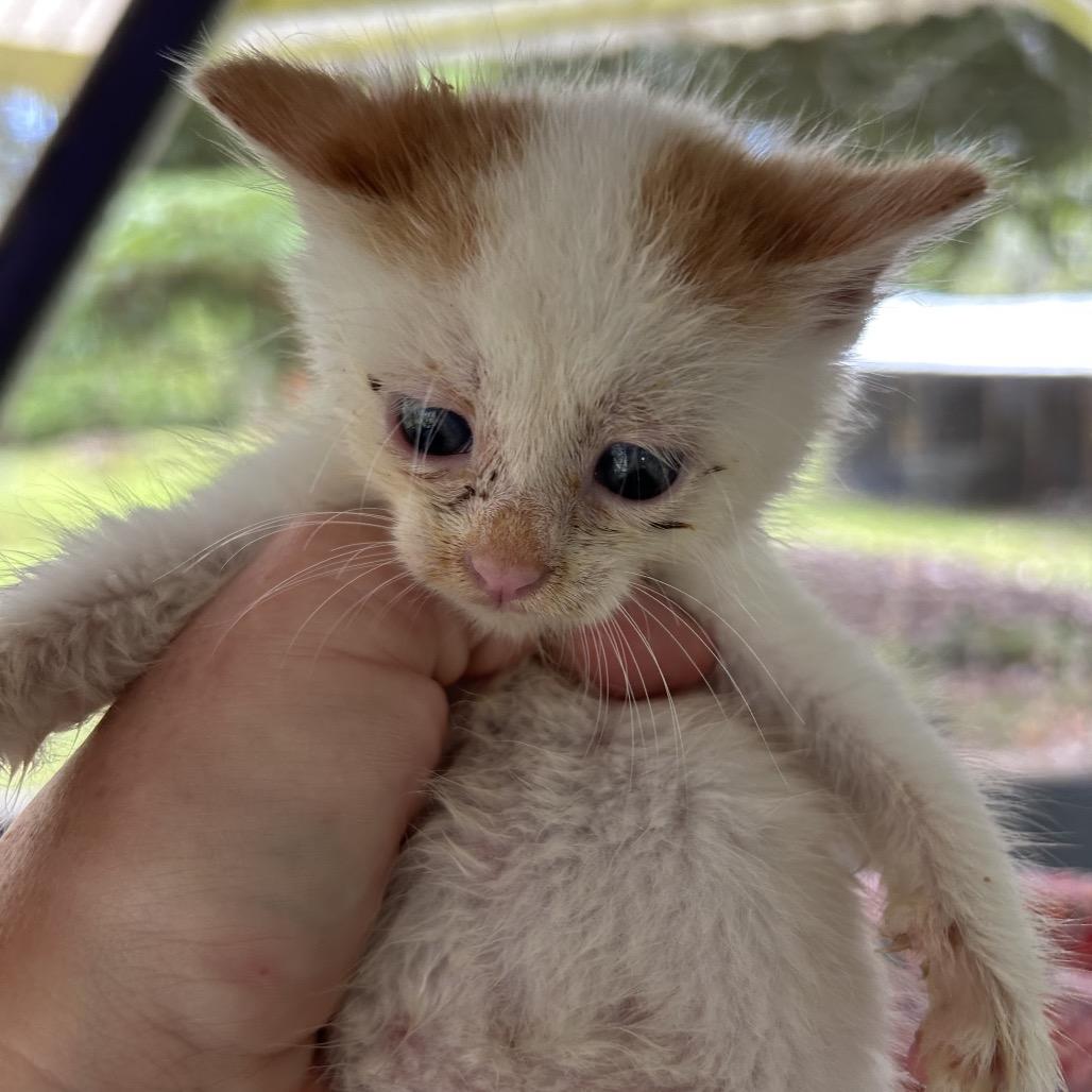 Skippy, a Adoptable Domestic Short Hair in Pahoa, HI image 4/6