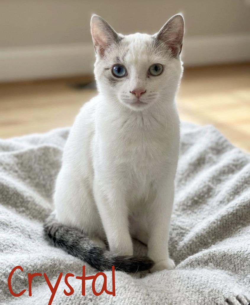 Crystal, I'm a lovebug waiting for your lap to cuddle on, Adopted, Young Female Domestic Short Hair.