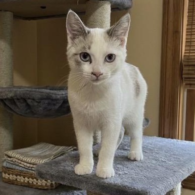 Enlarge Crystal, I'm a lovebug waiting for your lap to cuddle on, a Adopted Domestic Short Hair in Murfreesboro, TN image 2/4