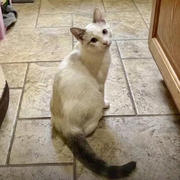 Enlarge Crystal, I'm a lovebug waiting for your lap to cuddle on, a Adopted Domestic Short Hair in Murfreesboro, TN image 3/4