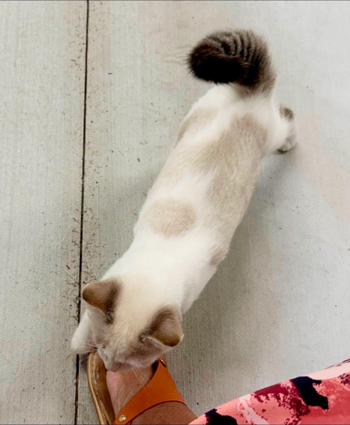 Enlarge Crystal, I'm a lovebug waiting for your lap to cuddle on, a Adopted Domestic Short Hair in Murfreesboro, TN image 4/4