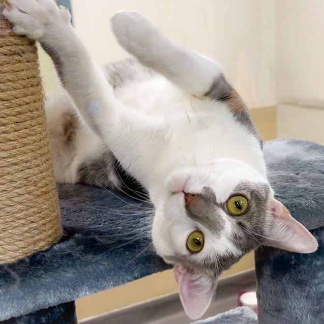 Sparkle, Adoptable, Adult Female Domestic Short Hair.