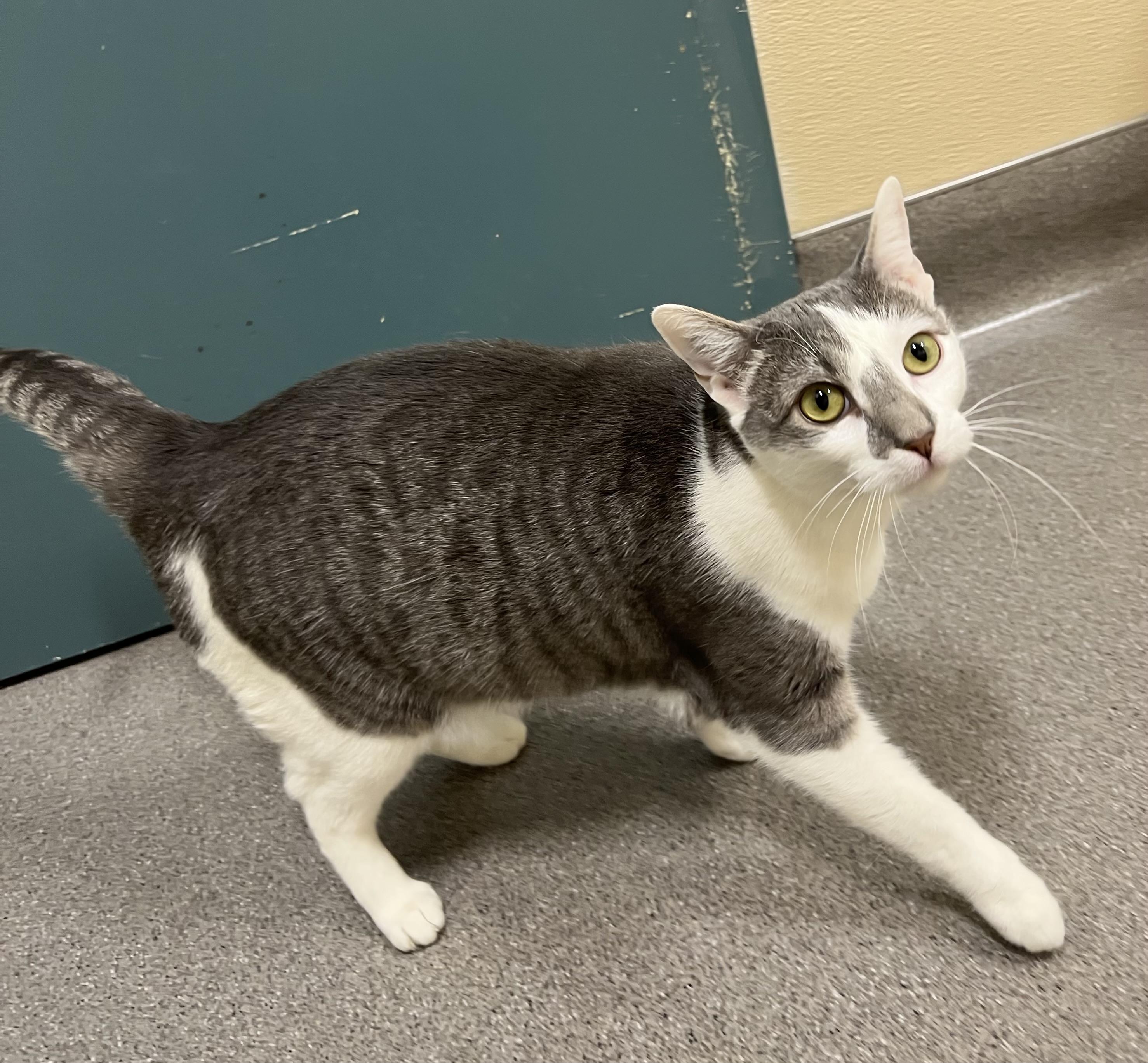 Sparkle, Adoptable, Adult Female Domestic Short Hair.