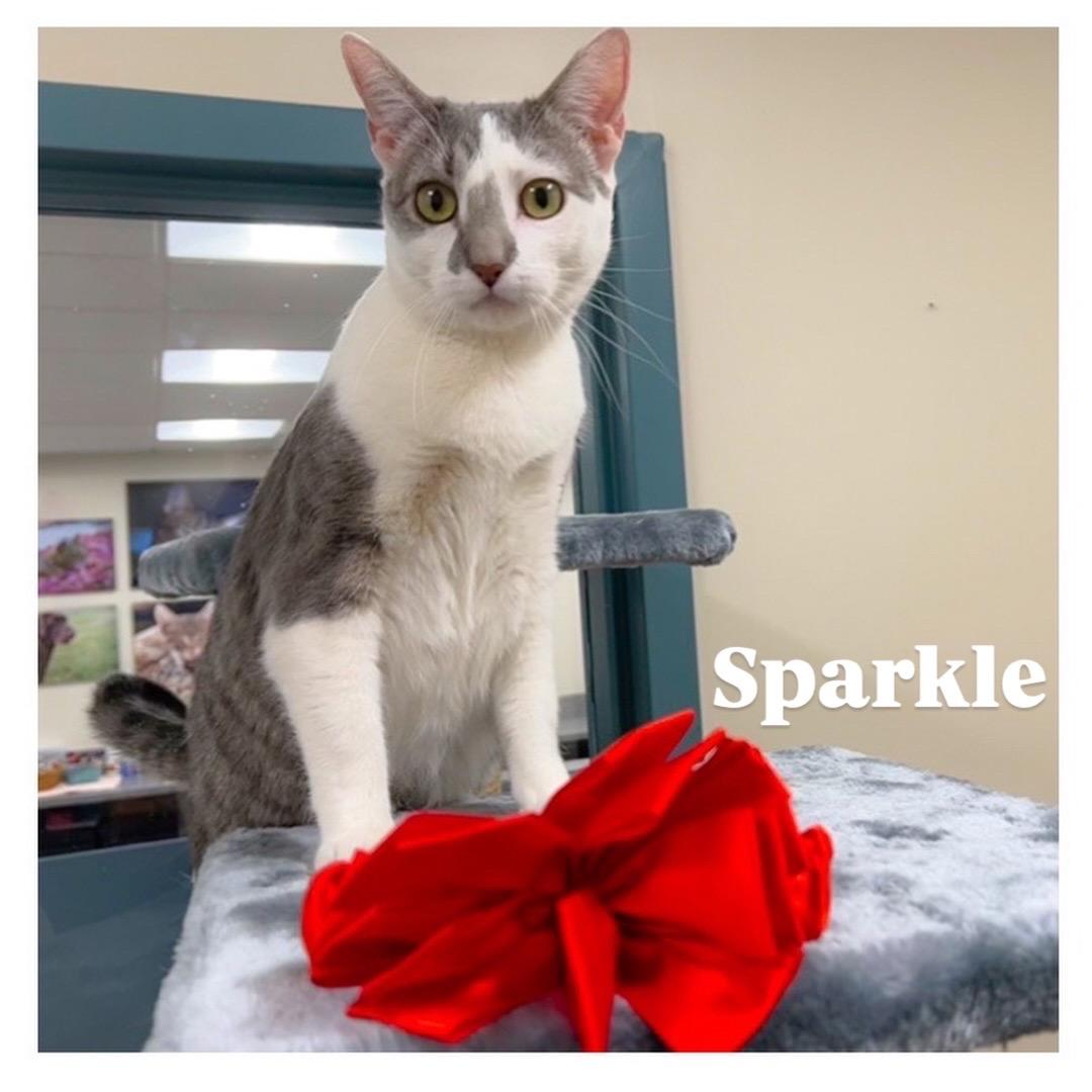 Enlarge Sparkle, a Adoptable Domestic Short Hair in New Rochelle, NY image 6/6