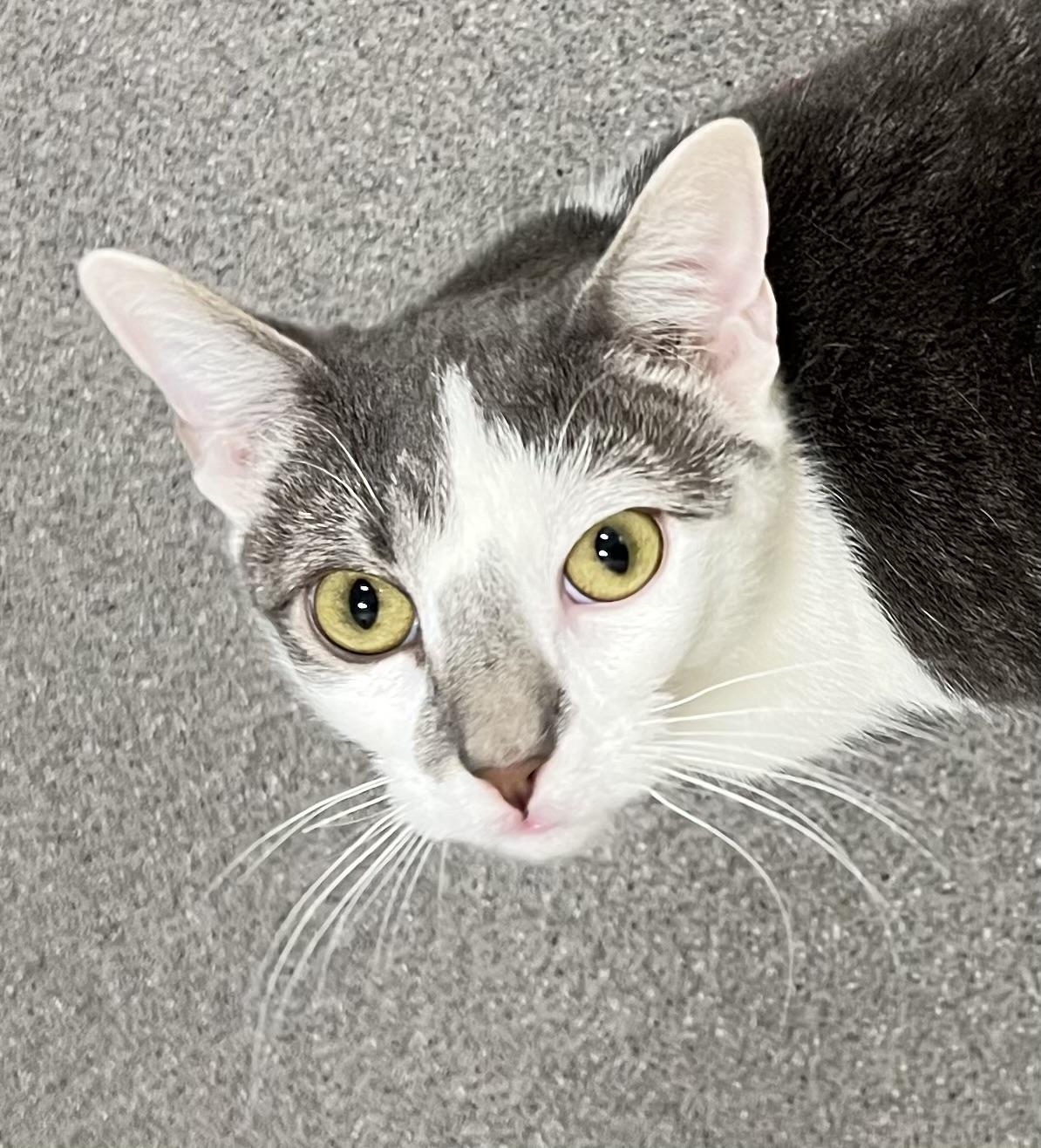 Enlarge Sparkle, a Adoptable Domestic Short Hair in New Rochelle, NY image 2/4