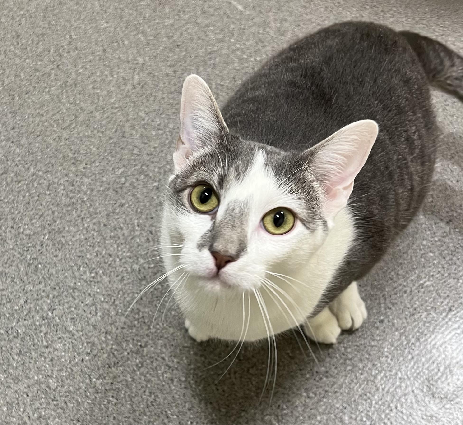 Enlarge Sparkle, a Adoptable Domestic Short Hair in New Rochelle, NY image 4/4