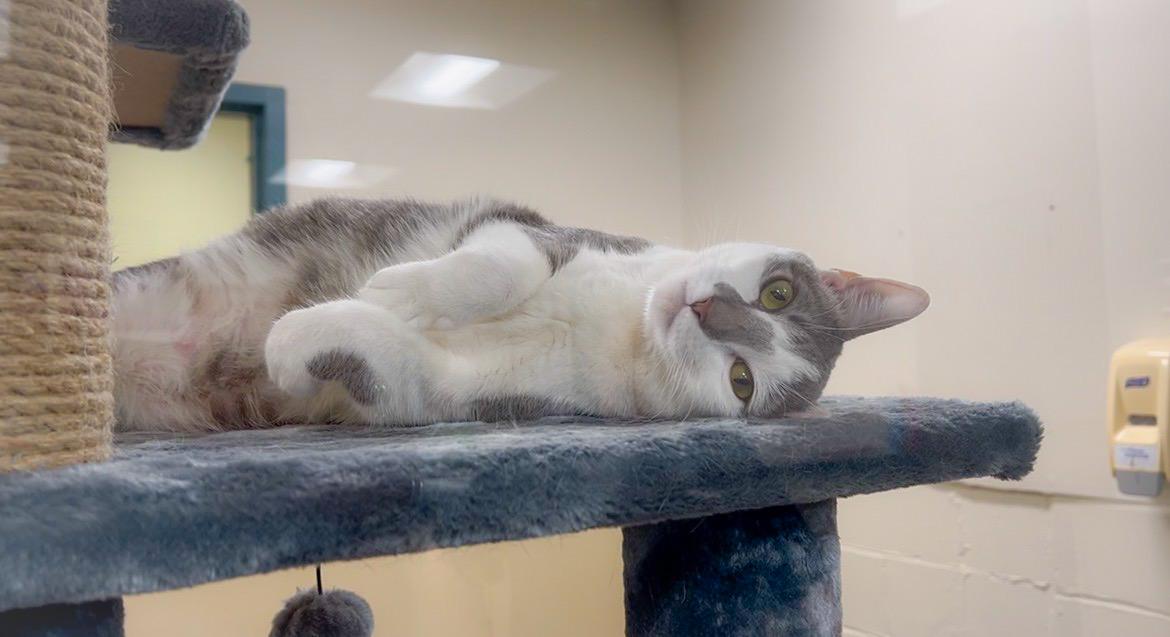 Enlarge Sparkle, a Adoptable Domestic Short Hair in New Rochelle, NY image 3/6