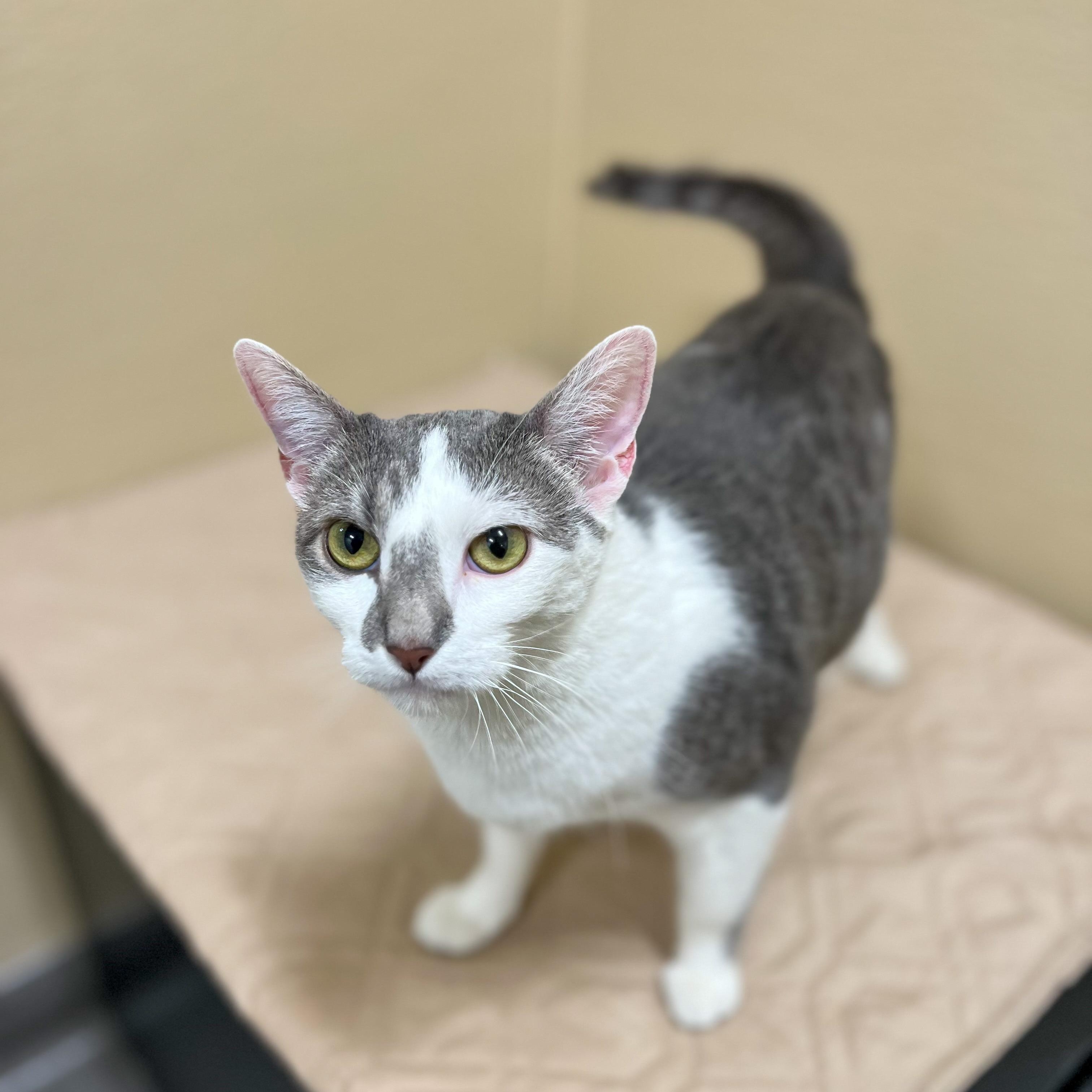 Enlarge Sparkle, a Adoptable Domestic Short Hair in New Rochelle, NY image 2/6