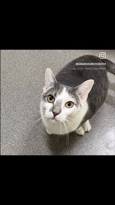 Enlarge Sparkle, a Adoptable Domestic Short Hair in New Rochelle, NY video 5/6