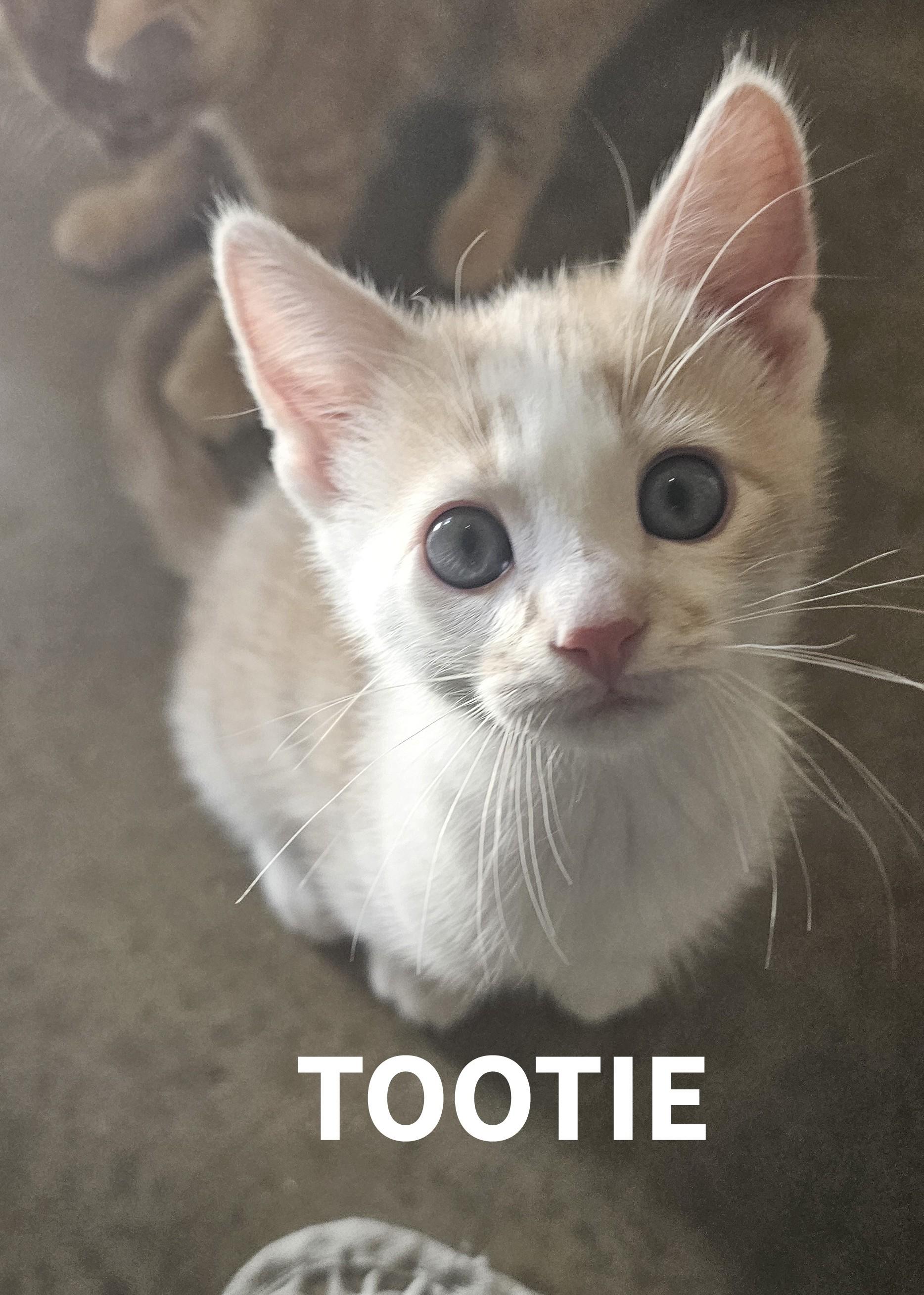 Enlarge TOOTIE, a Adoptable American Shorthair in Pinedale, WY image 2/4