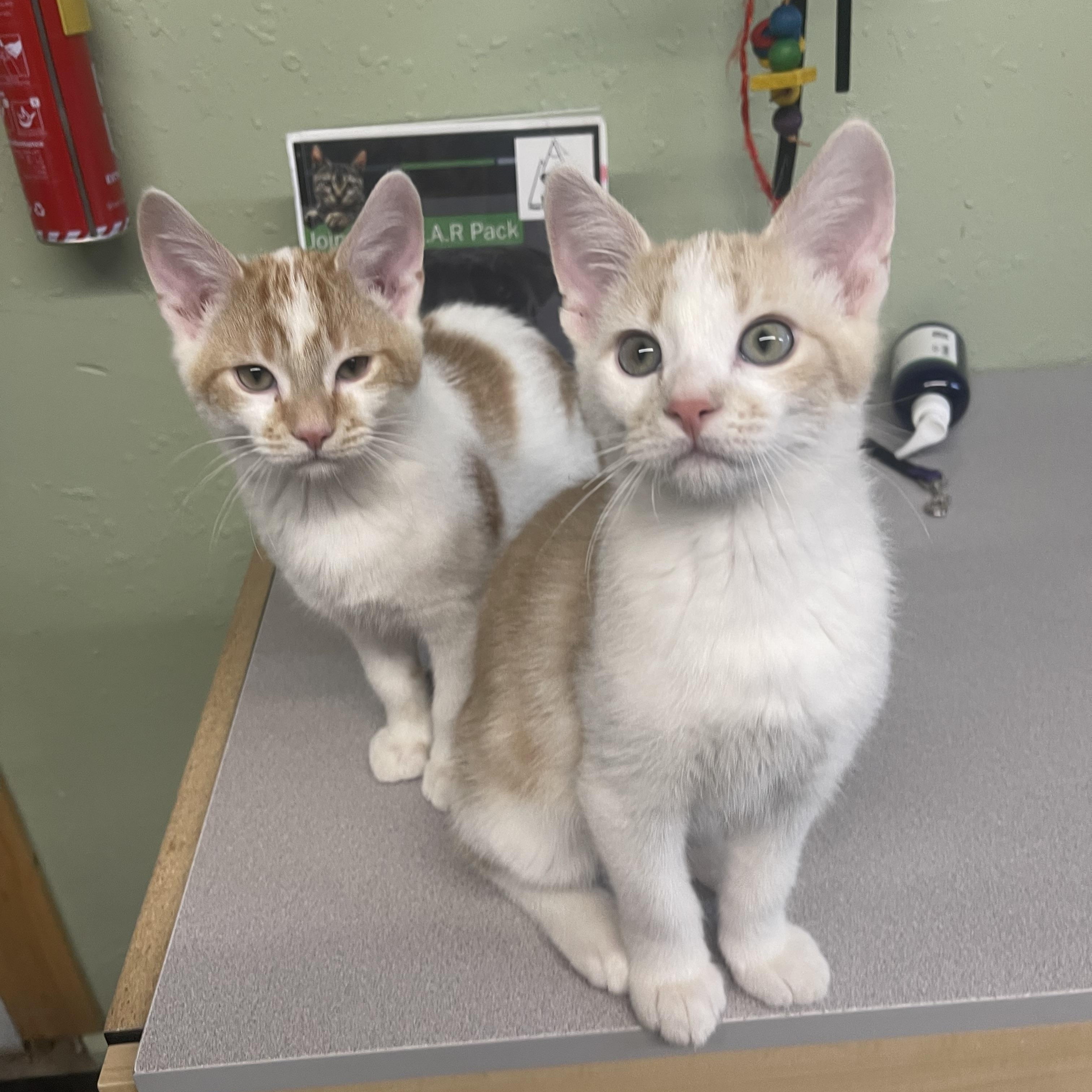 TOOTIE, Adoptable, Kitten Female American Shorthair.