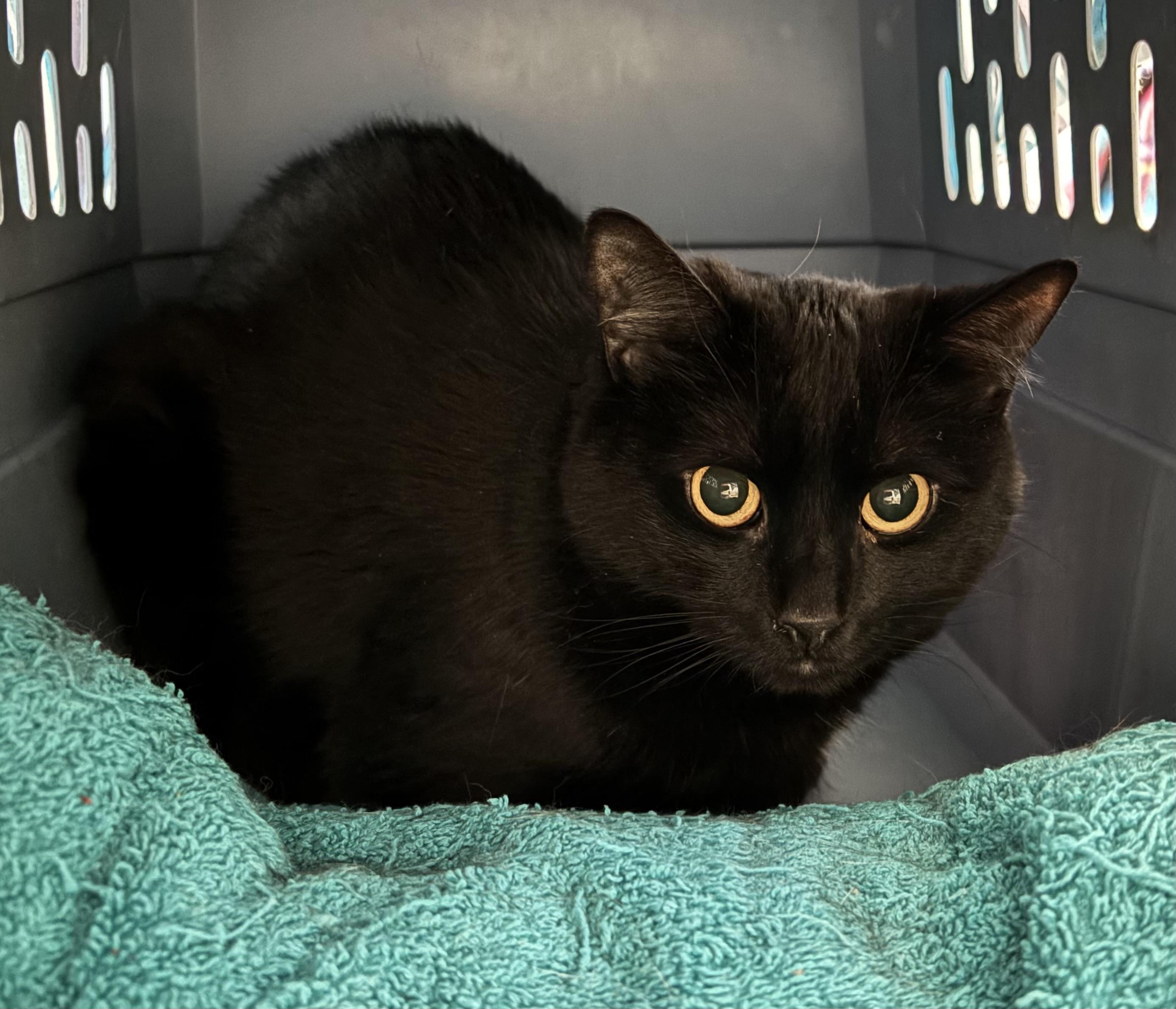 Enlarge Keko, a ADOPTABLE Domestic Short Hair in Denver, CO image 1/2
