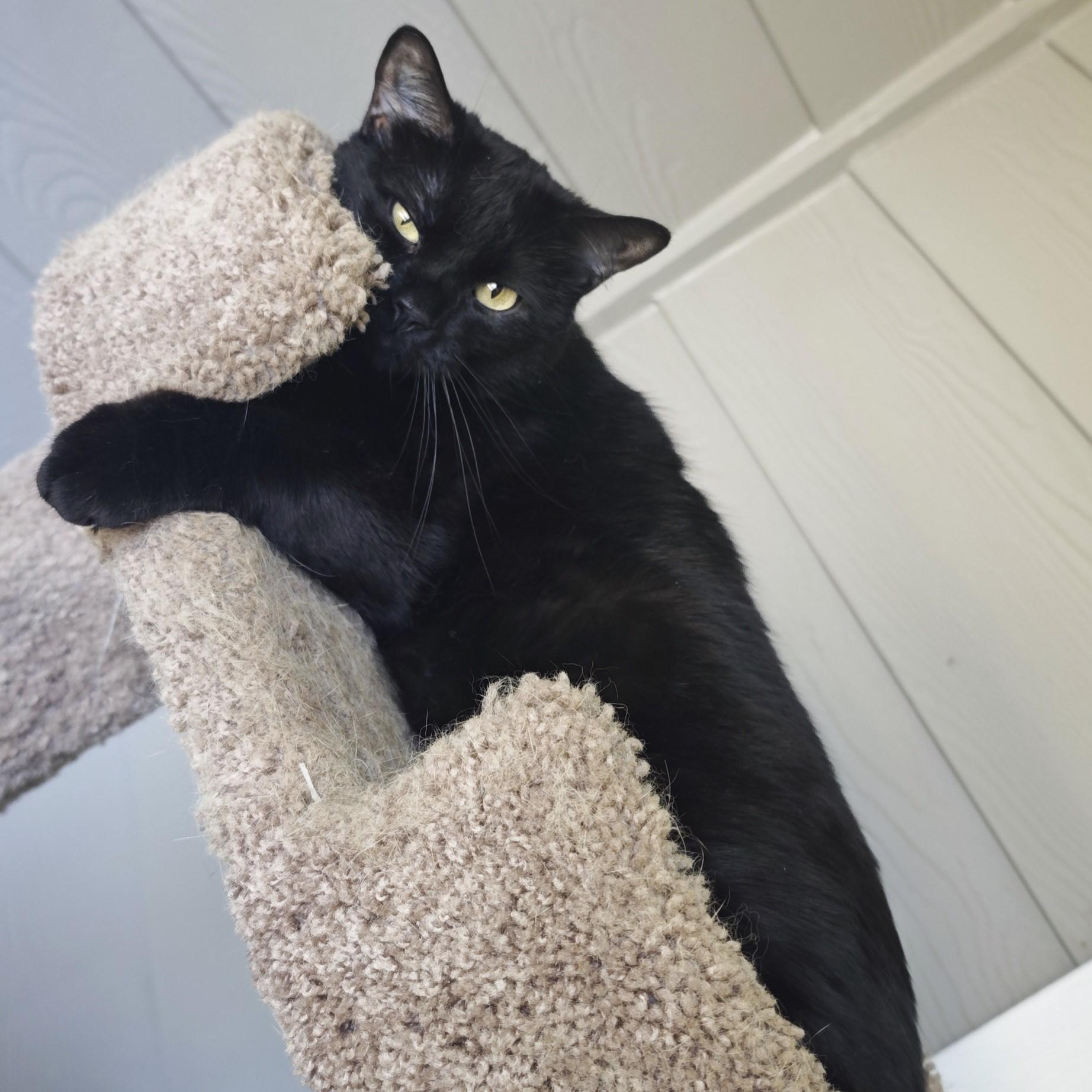 Enlarge Keko, an adoptable Domestic Short Hair in Denver, CO image 3/4