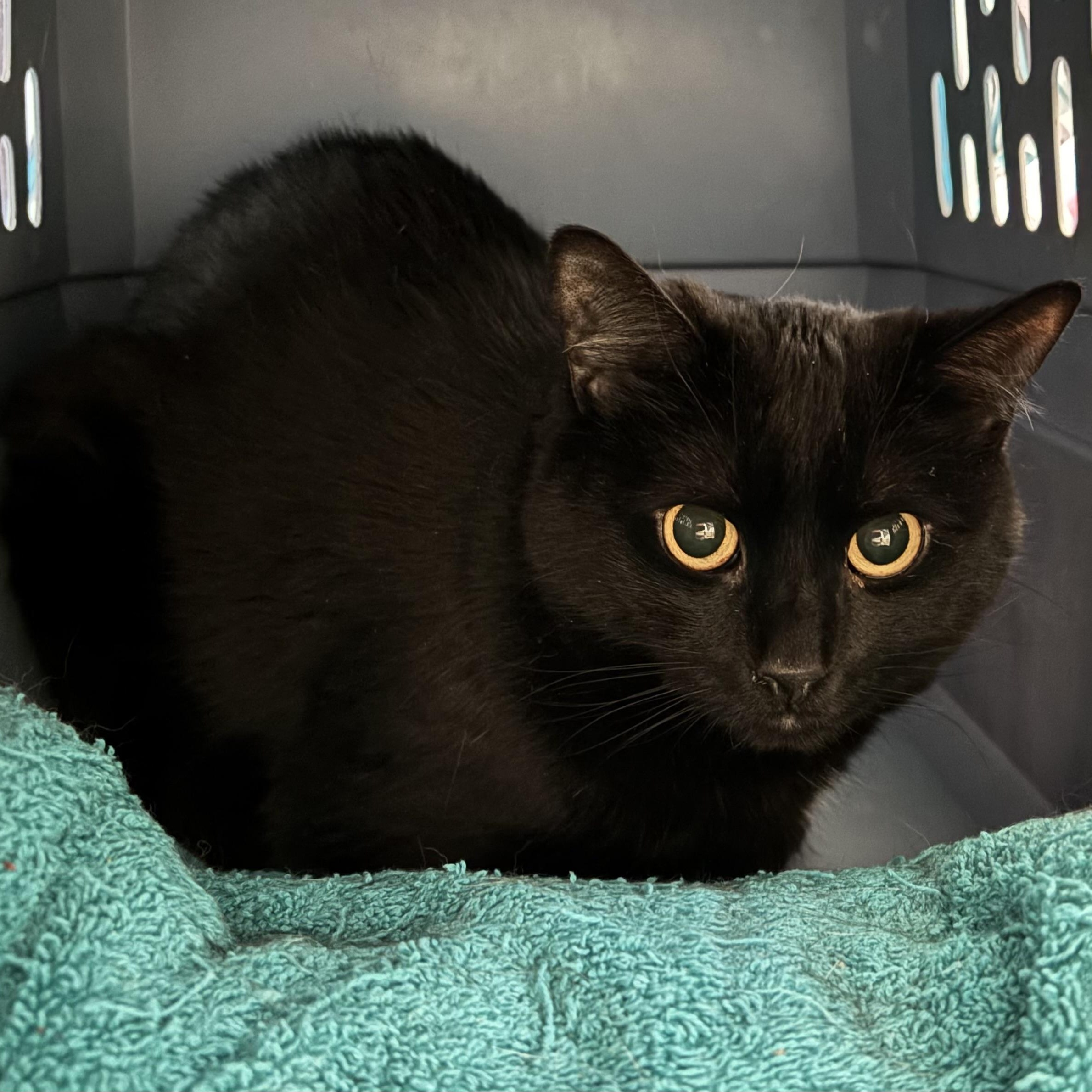 Keko, adoptable, Adult Female Domestic Short Hair.