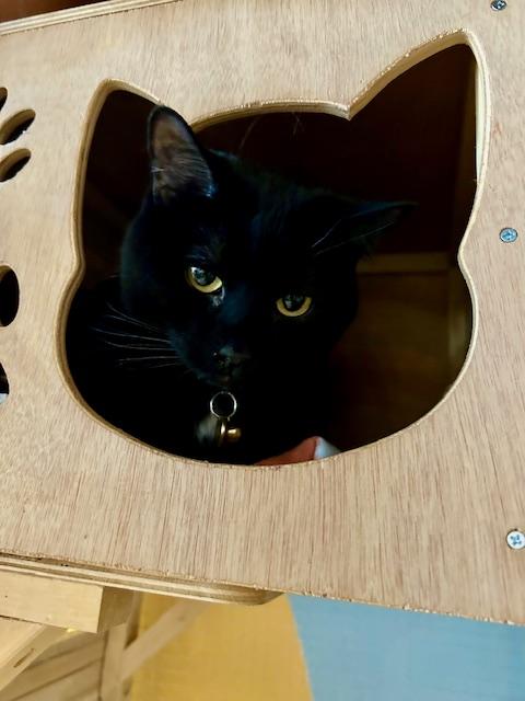 Enlarge Keko, a ADOPTABLE Domestic Short Hair in Denver, CO image 2/2