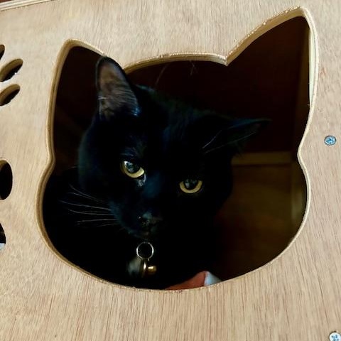 Enlarge Keko, an adoptable Domestic Short Hair in Denver, CO image 2/4