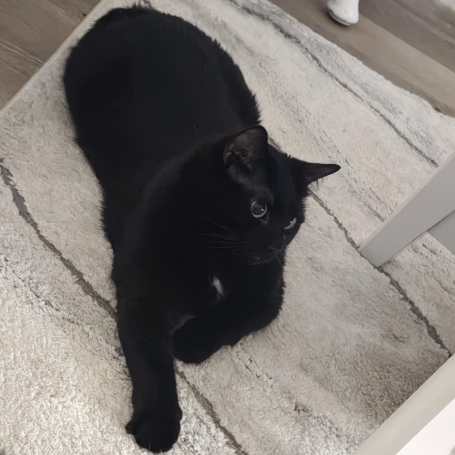 Enlarge Keko, an adoptable Domestic Short Hair in Denver, CO image 4/4