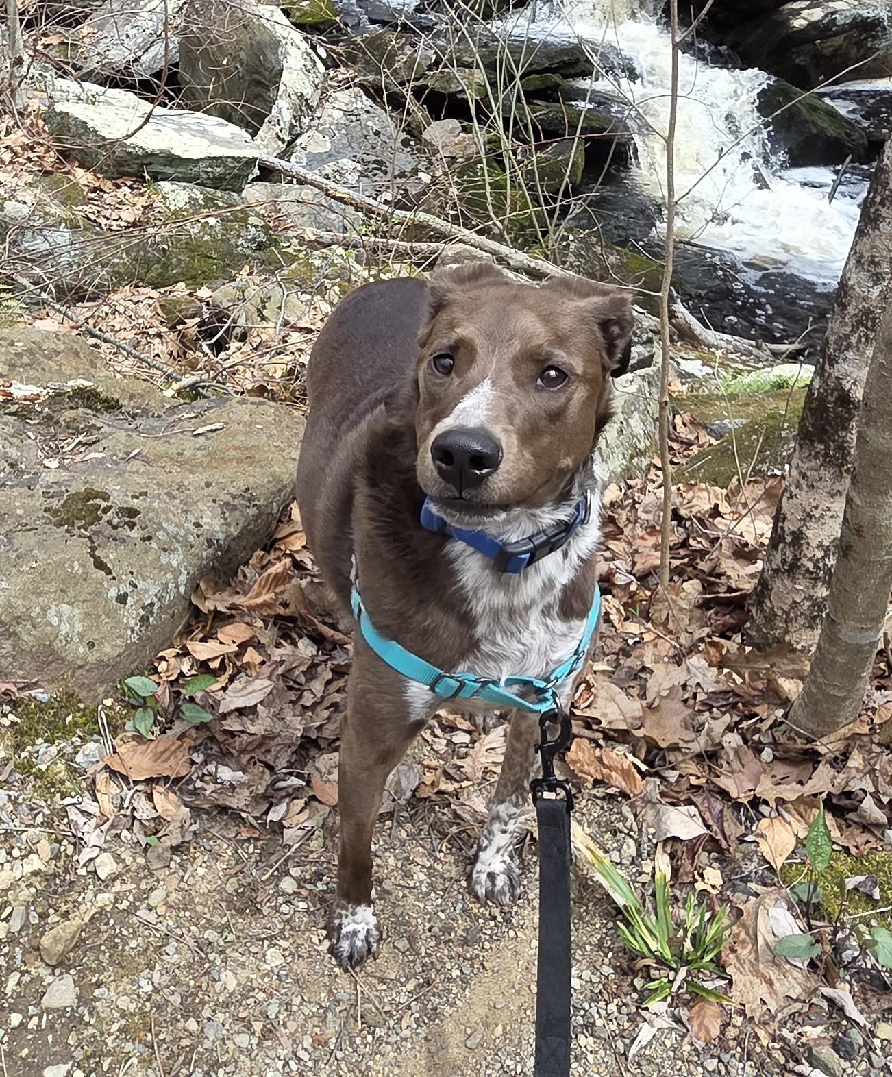 Piper Parker - Local Lady who likes dogs and cats, a Adoptable mixed breed in Andover, MA image 4/6