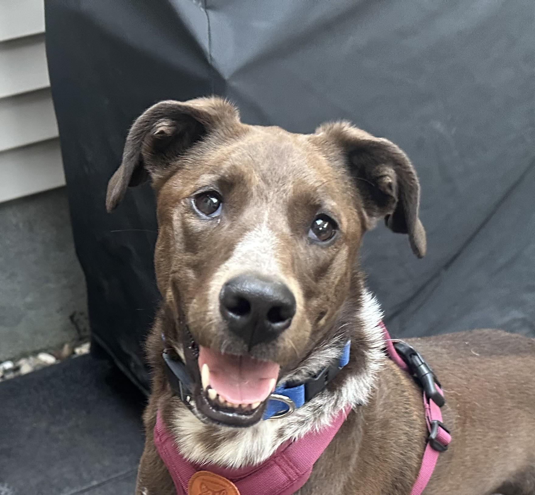 Piper Parker - Local Lady who likes dogs and cats, a Adoptable mixed breed in Andover, MA image 1/6